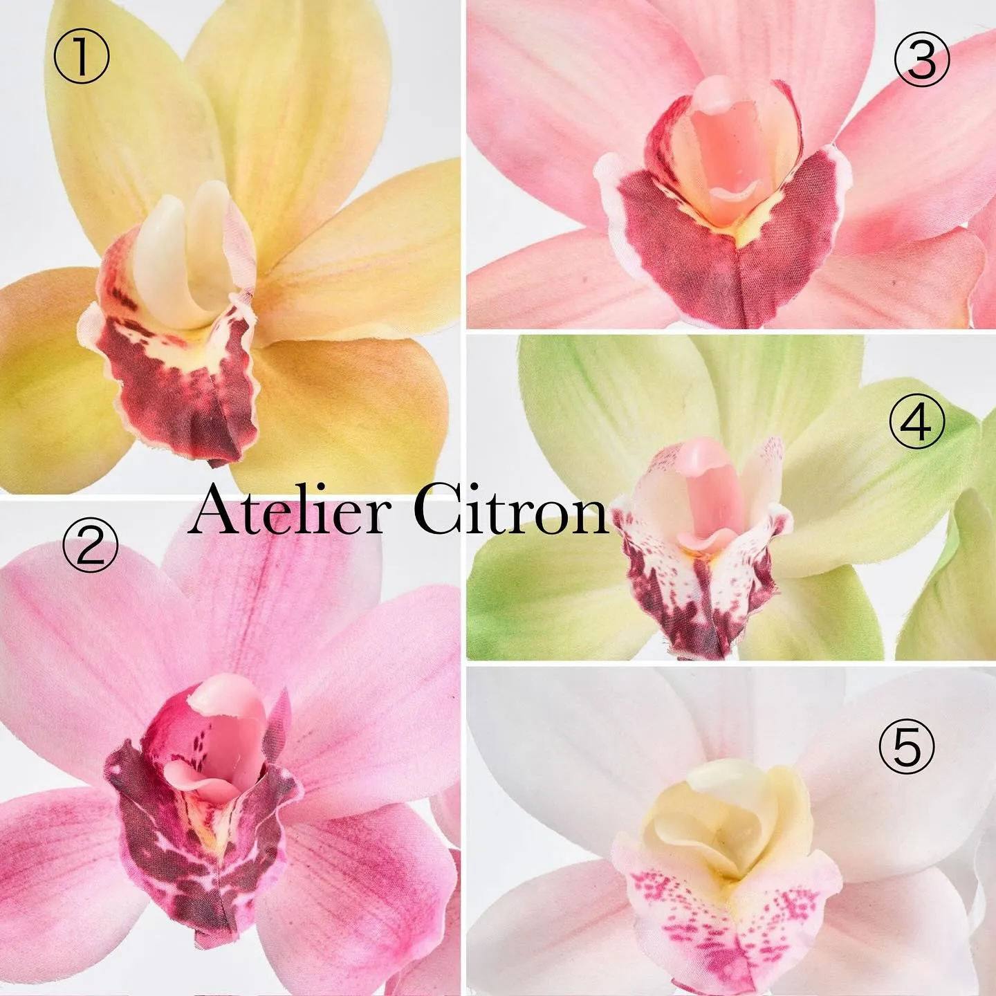 大輪シンビジウム入荷しました！！